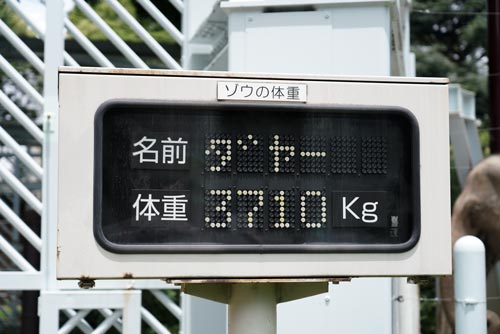 ダヤーの体重